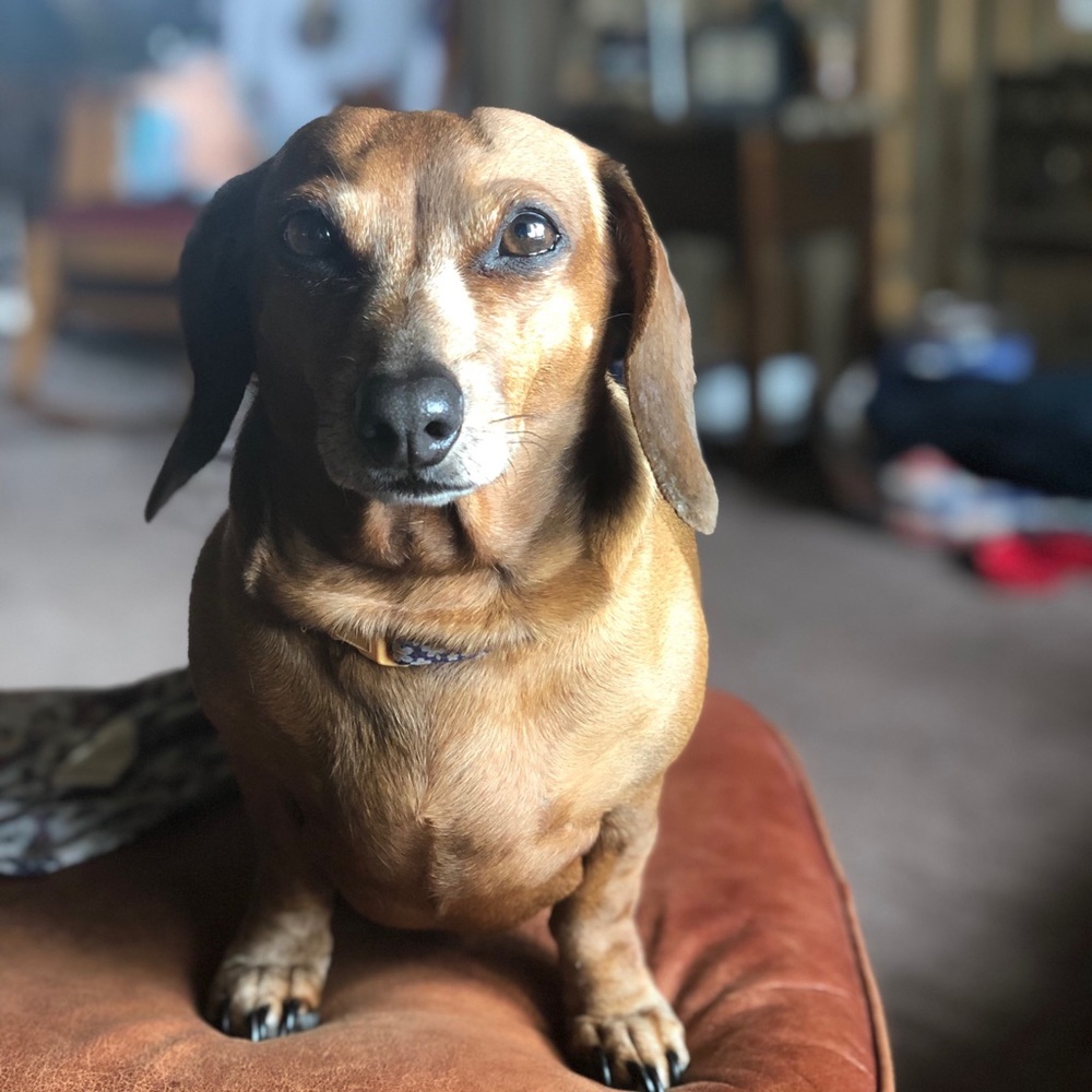 Meet your Posher, Reno